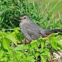 480_Gray Catbird